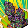Purple Durple