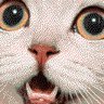 CATMINER