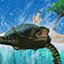 Sea Turtles!