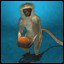 Pack Rat