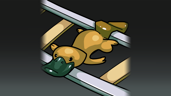 Beaver duck
