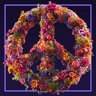 Conscientious Objector