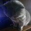 Cat Kiryshaaaaa
