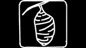 Chrysalis
