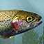 Caught your first Rainbow Trout