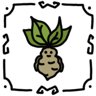 Mandragora