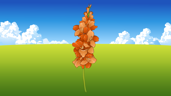 Gladiolus