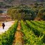 Vineyard