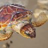 Tiny Turtle Savior