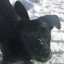 nara's dog