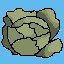 Bring cabbage using first method