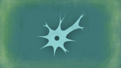 Neuron