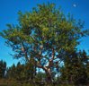 Ancient Tree