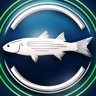 Flathead grey mullet