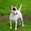 Bull Terrier
