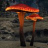 Blood Mushroom Gathering