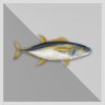1000 Tuna