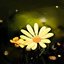Daisies in the valley