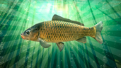 Carp Master