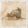Fertile-Hard-Shell-Foraging