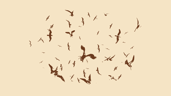 Have you ever seen so many seagulls?