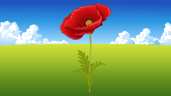Poppy