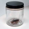 Caged Roach