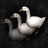 Lord of the Geese