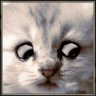 I'm not a cat