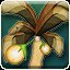 Mandrake