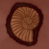 Ammonite