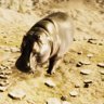 HIPPOPOTAMUS