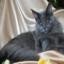 Maine Coon