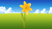 Daffodil