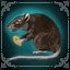 Oh, rat!