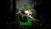 Beekeeper