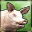 Oink!