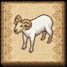 Young Sheep