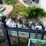 Found Street Cats