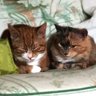 Found Puzzle & Ginger