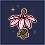 Scaevola