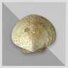 50000 kg Scallop