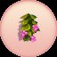 Balsam Flowers