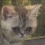 SO SAD CAT