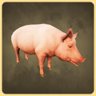 Domestic Pig