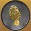 Golden Morel Redwood Forest