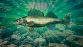Walleye Chief