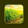Maize Mastery