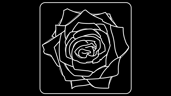 Pressed Rose
