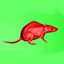 Mouse Rat